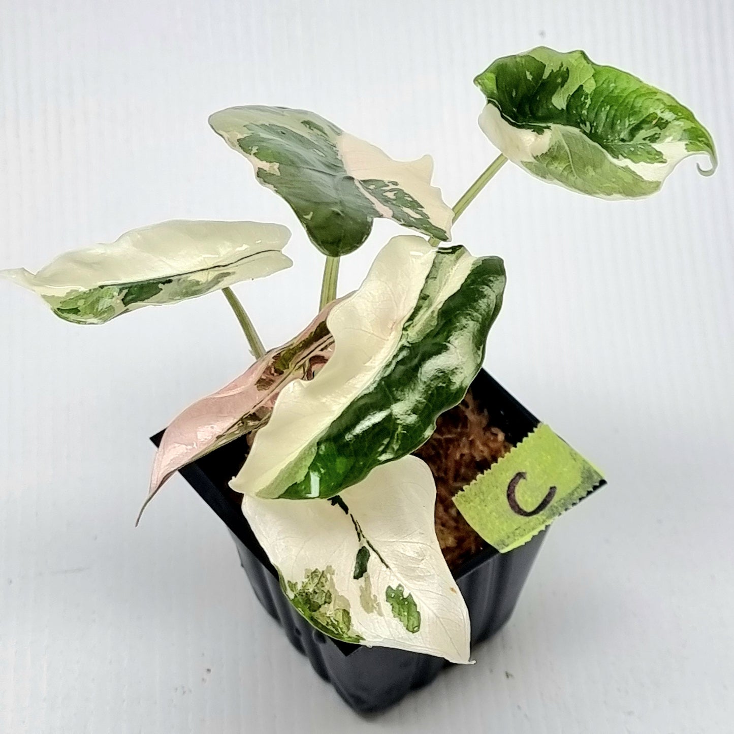 Alocasia Chantrieri Pink Variegated