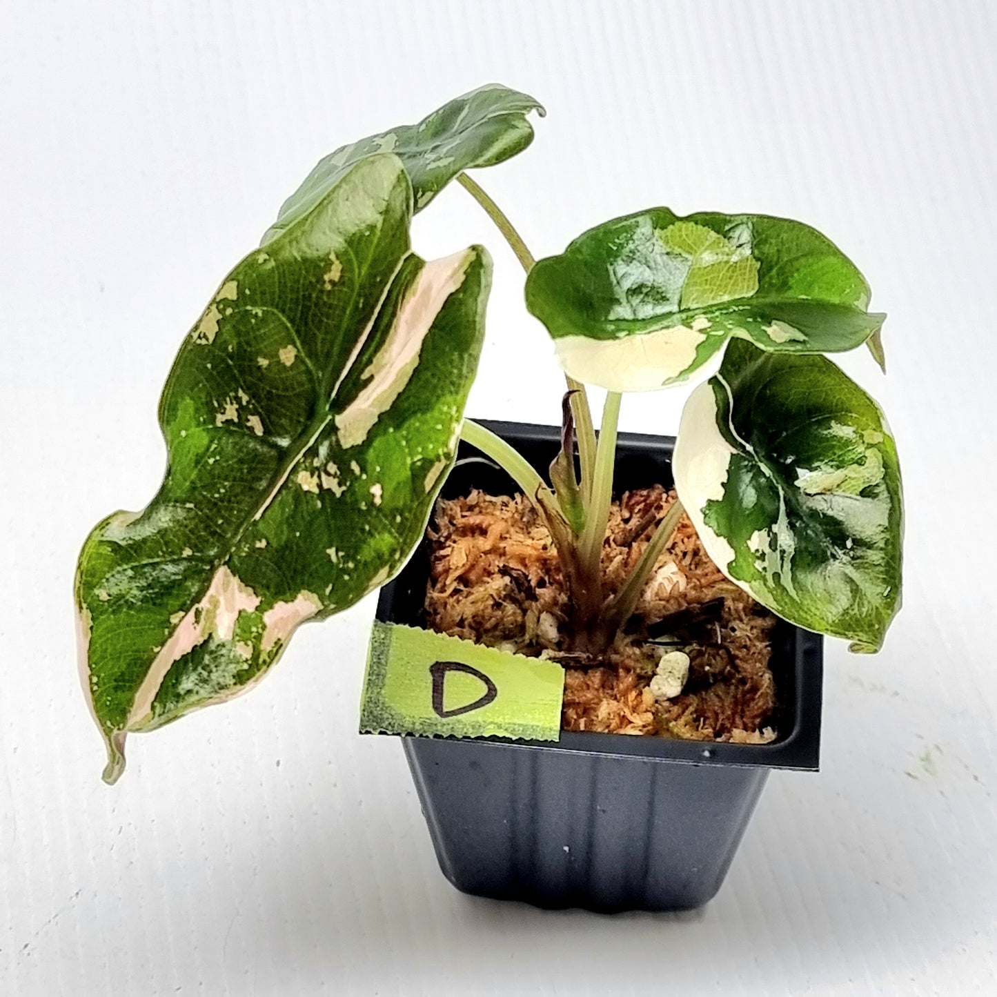 Alocasia Chantrieri Pink Variegated