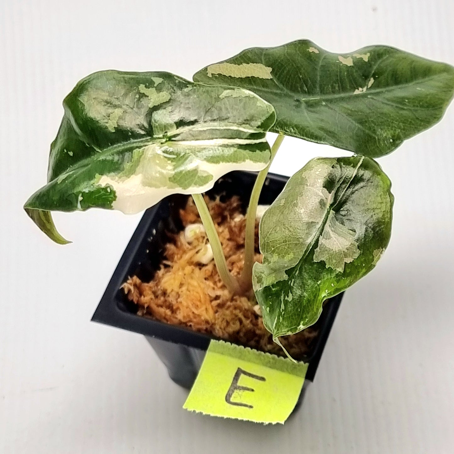 Alocasia Chantrieri Pink Variegated