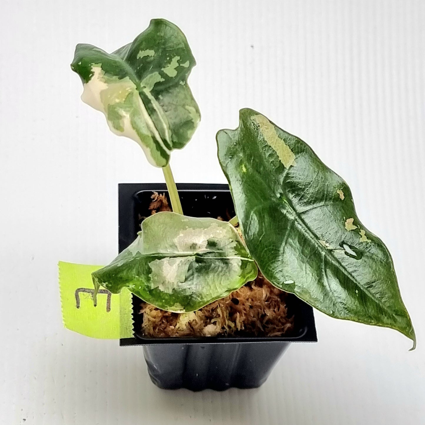 Alocasia Chantrieri Pink Variegated