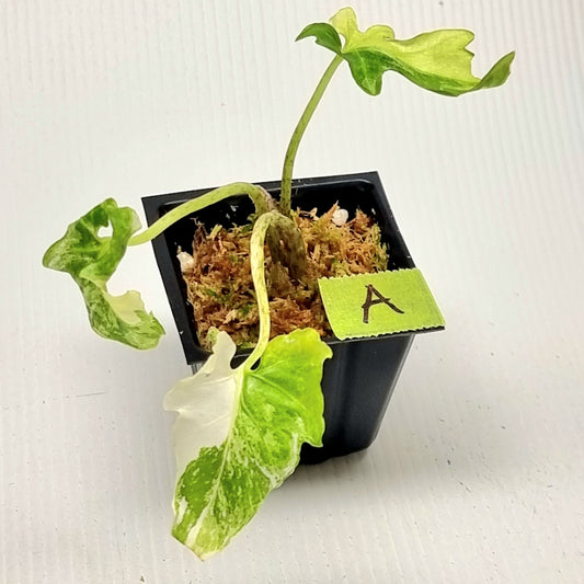 Alocasia brancifolia Albo Variegated