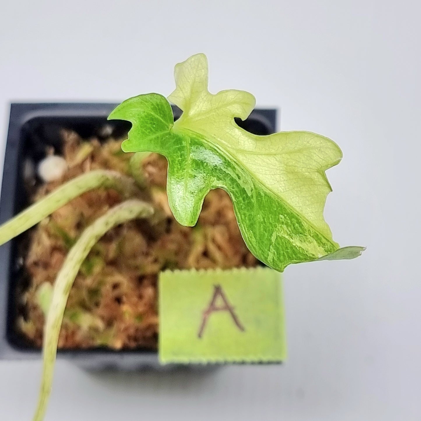 Alocasia brancifolia Albo Variegated
