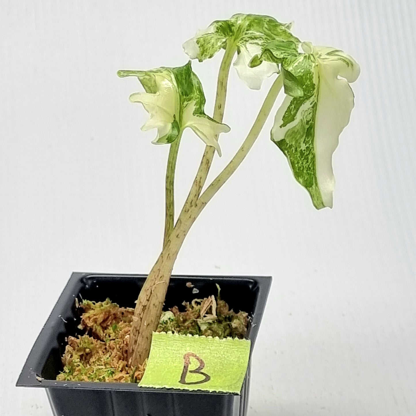 Alocasia brancifolia Albo Variegated