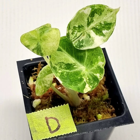 Alocasia Ninja Albo Variegated
