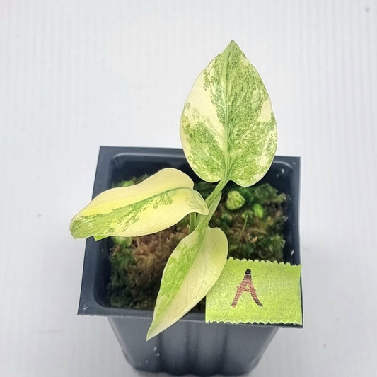 Monstera Legacy
