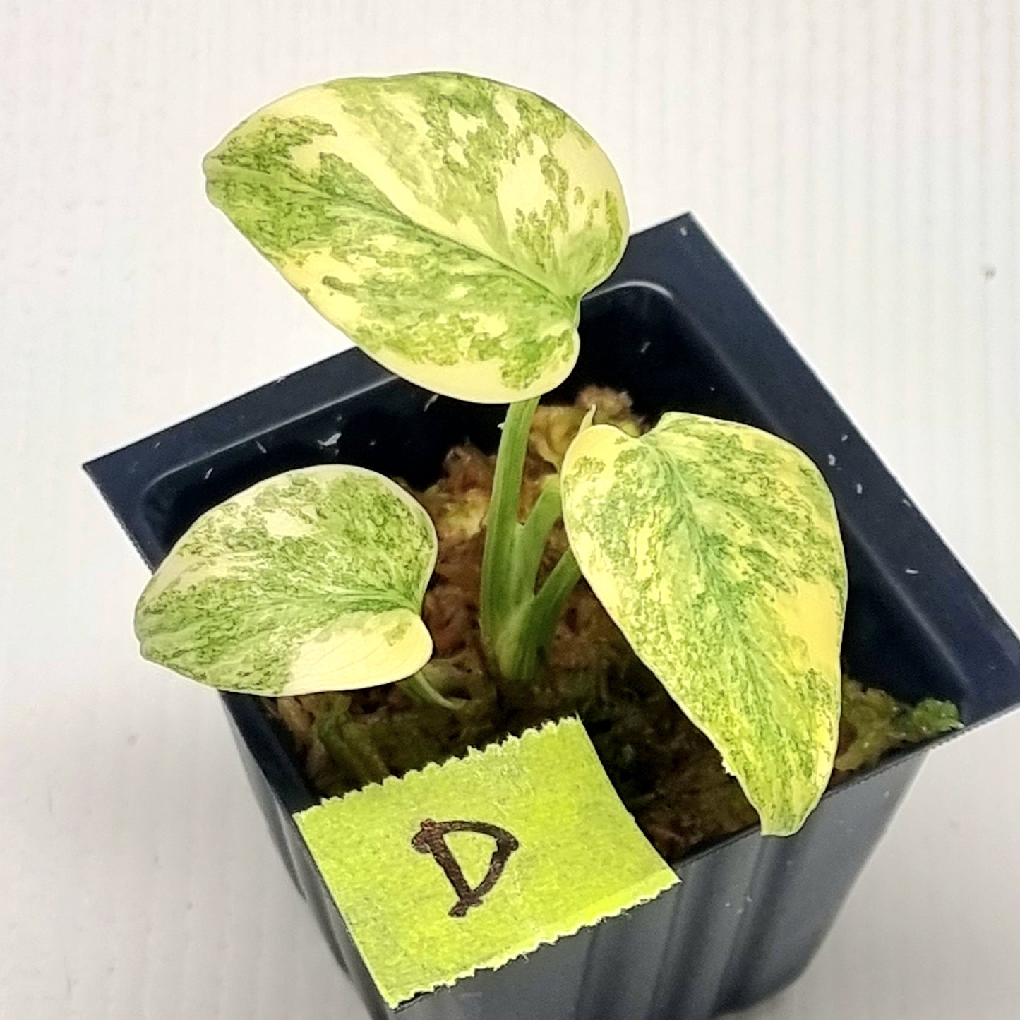 monstera legacy Monstera Legacy – Flora Magnifica Australia