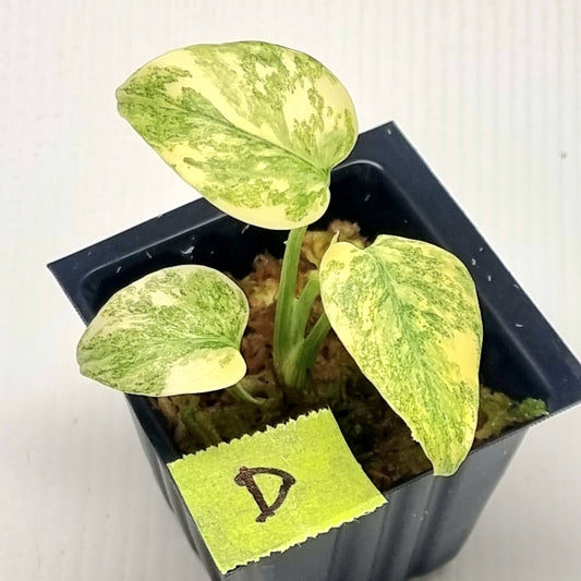 Monstera Legacy