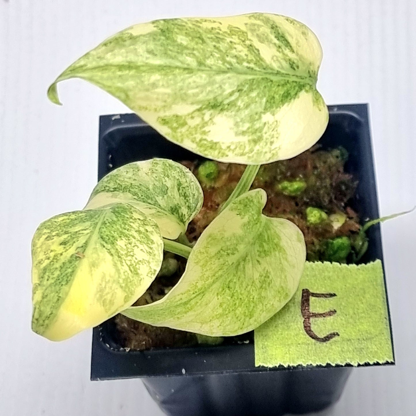 Monstera Legacy