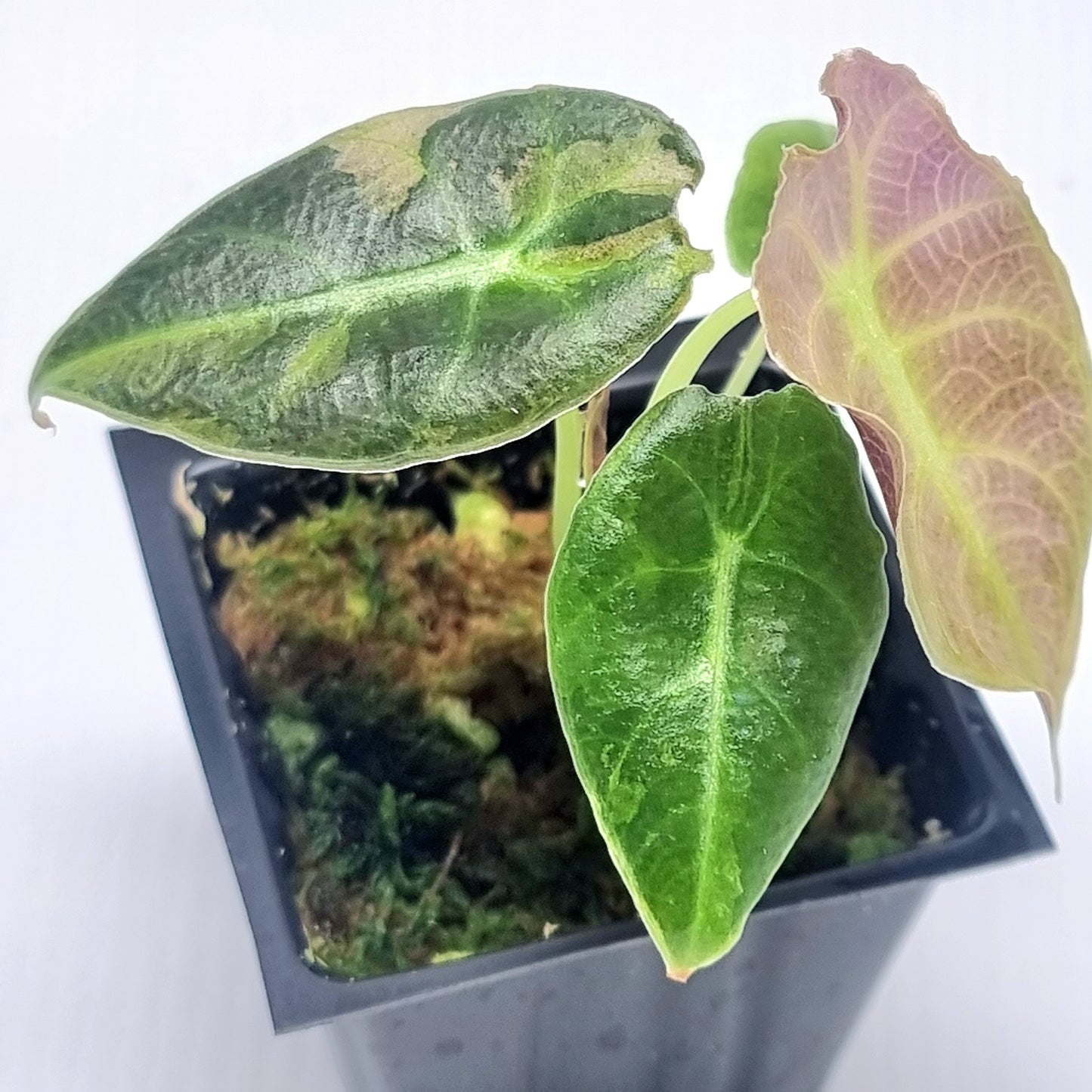 Alocasia longiloba watsoniana Pink Variegated