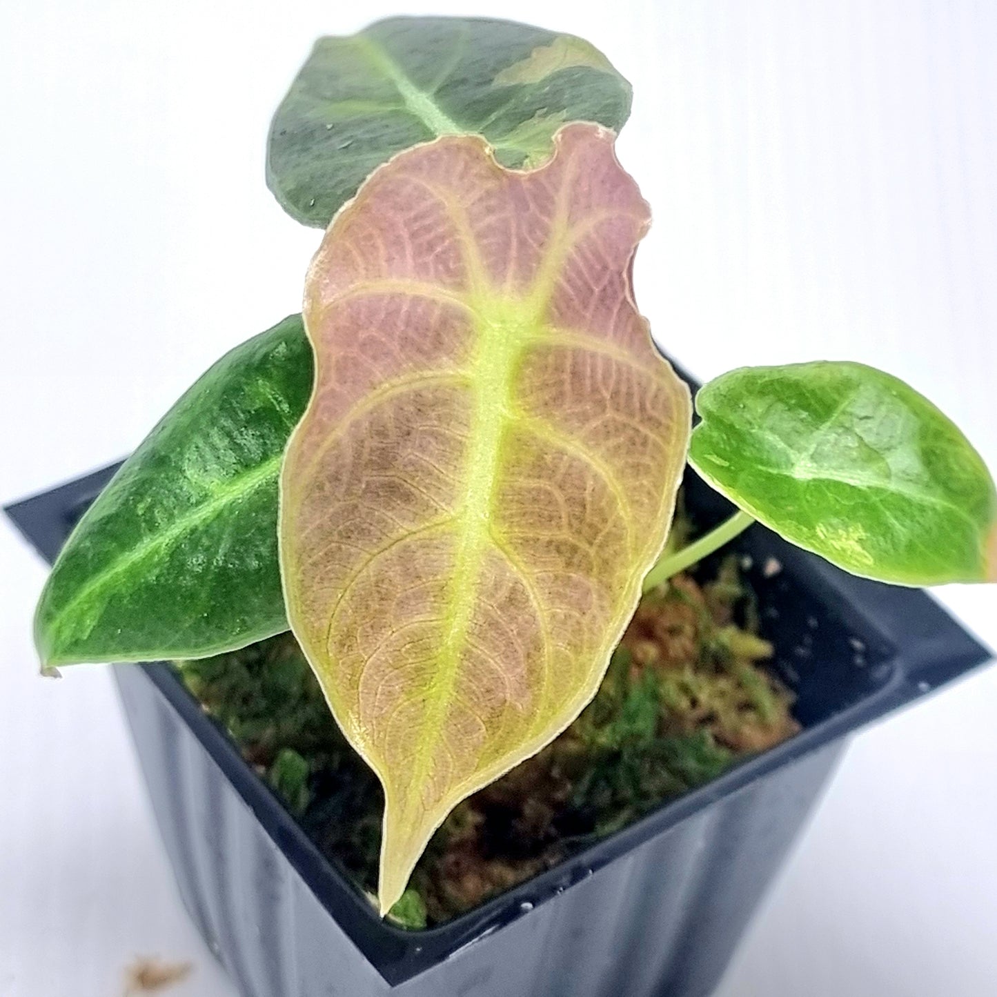 Alocasia longiloba watsoniana Pink Variegated