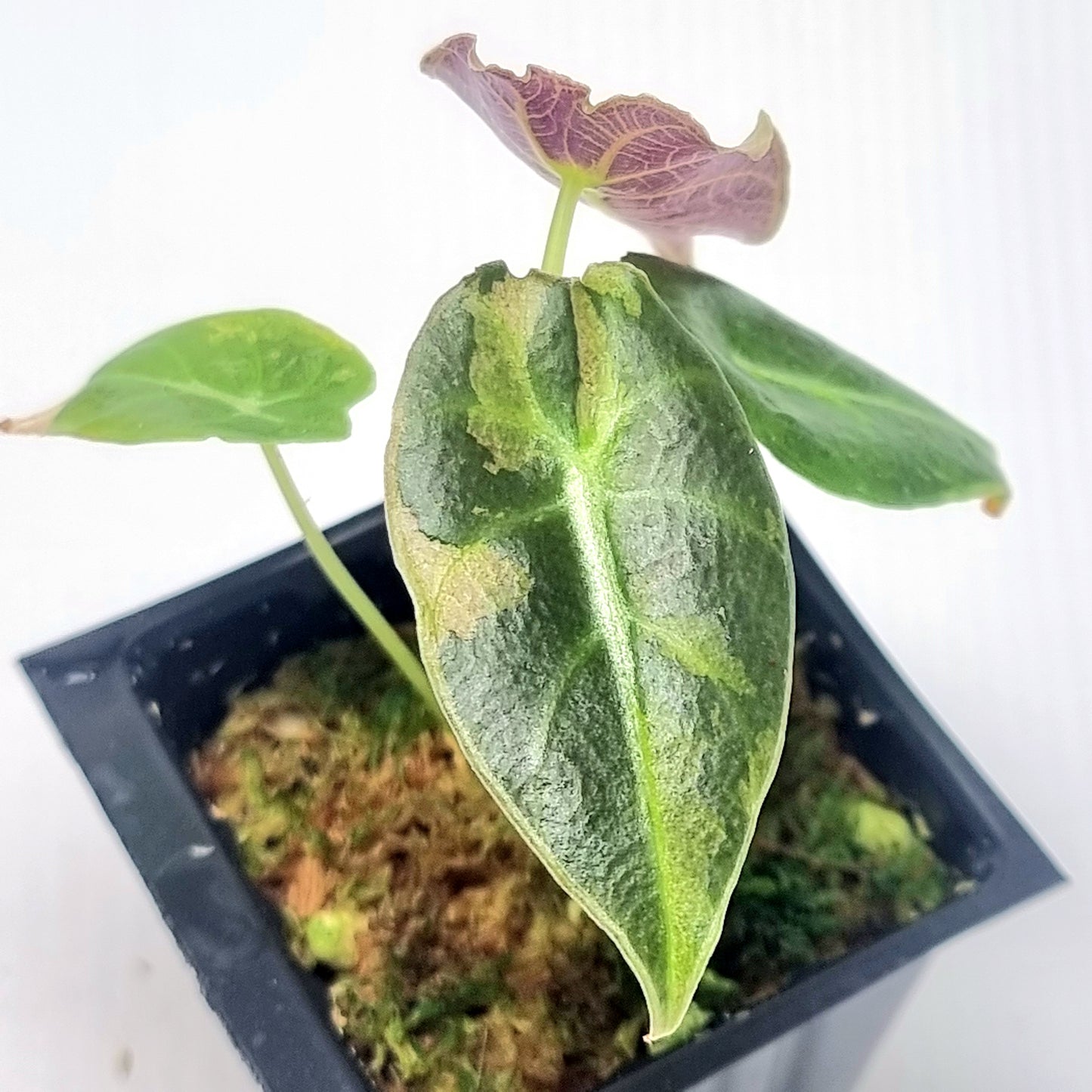 Alocasia longiloba watsoniana Pink Variegated