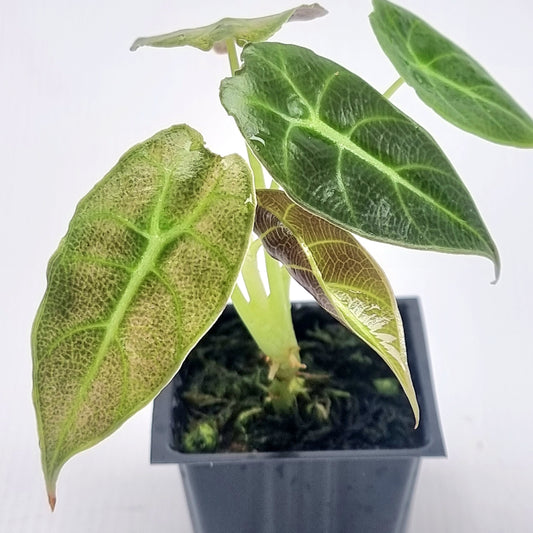 Alocasia longiloba watsoniana Pink Mint Variegated