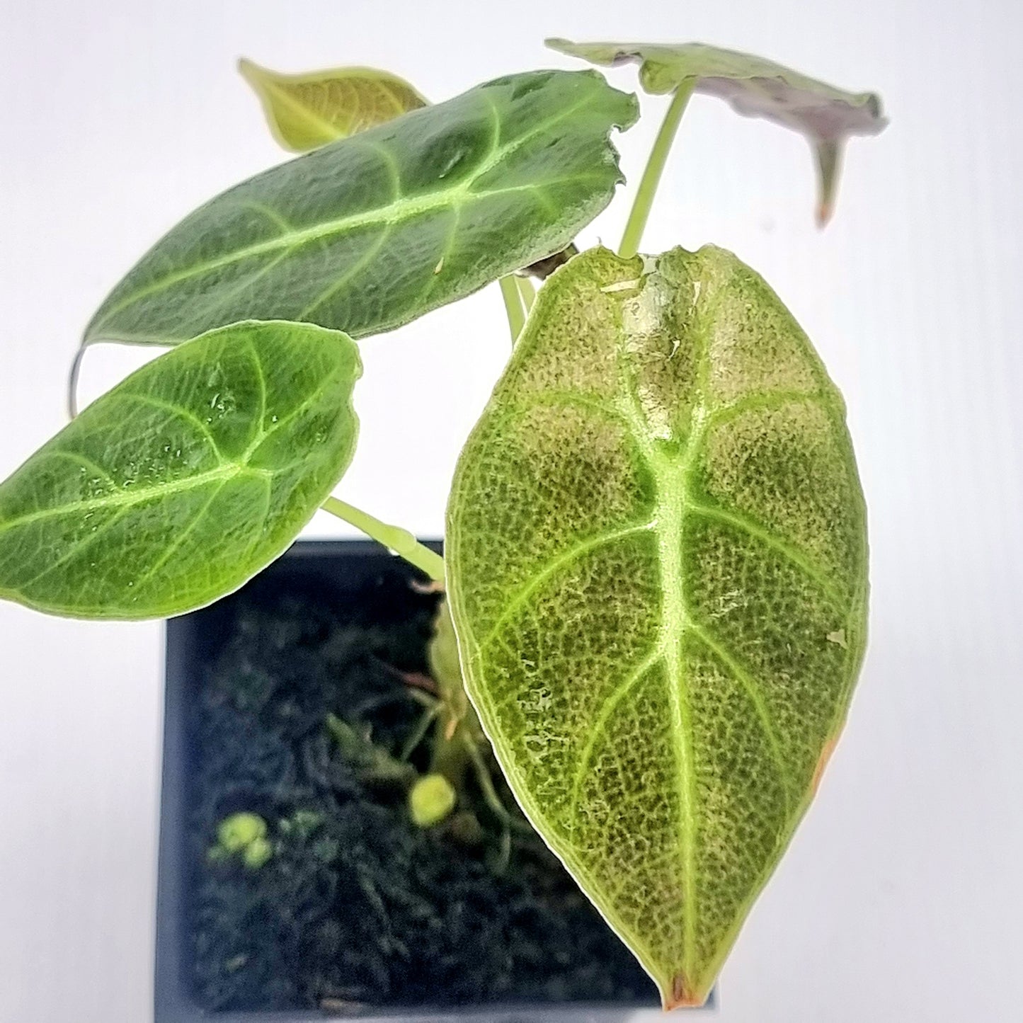 Alocasia longiloba watsoniana Pink Mint Variegated