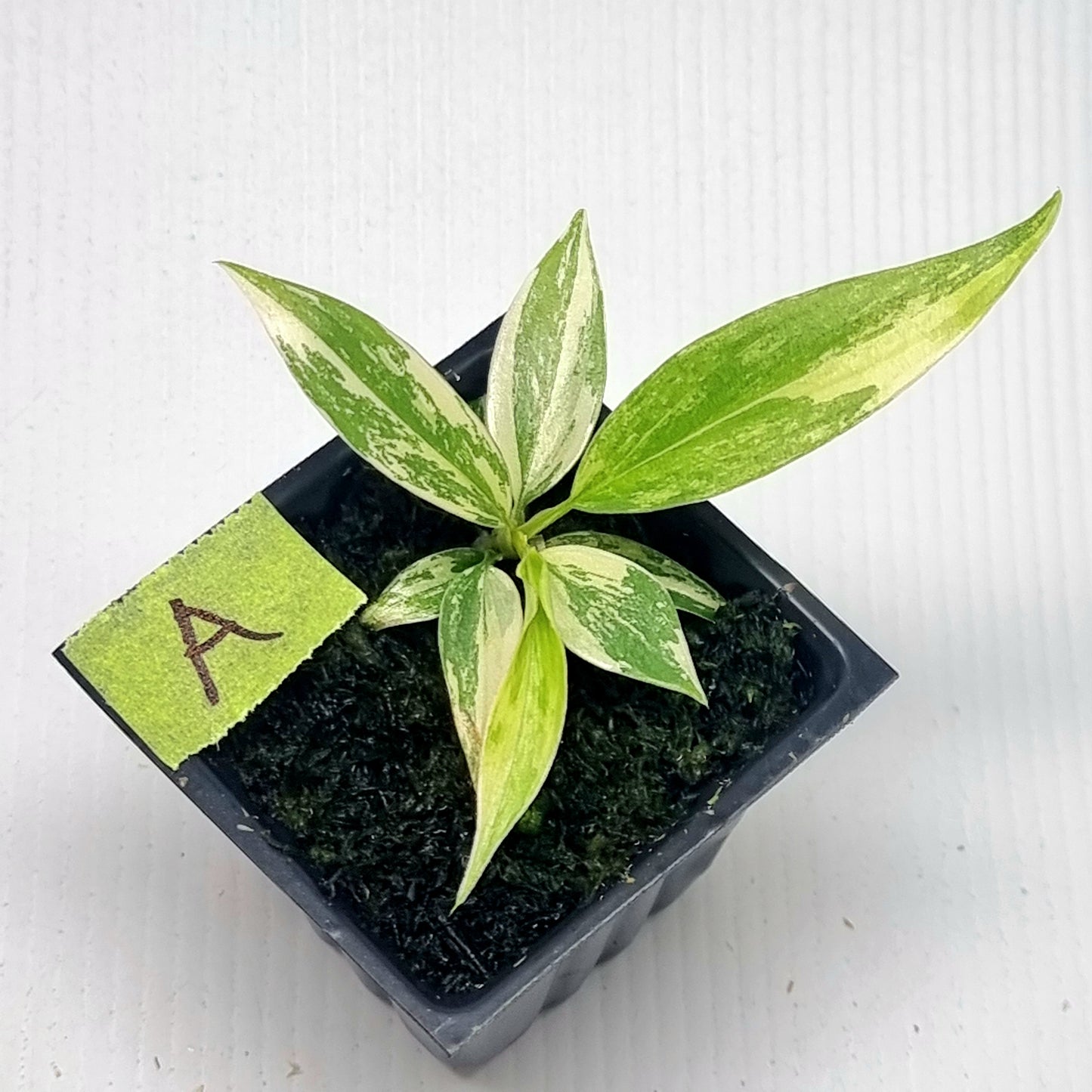 Philodendron Florida Beauty x P. tortum Variegated