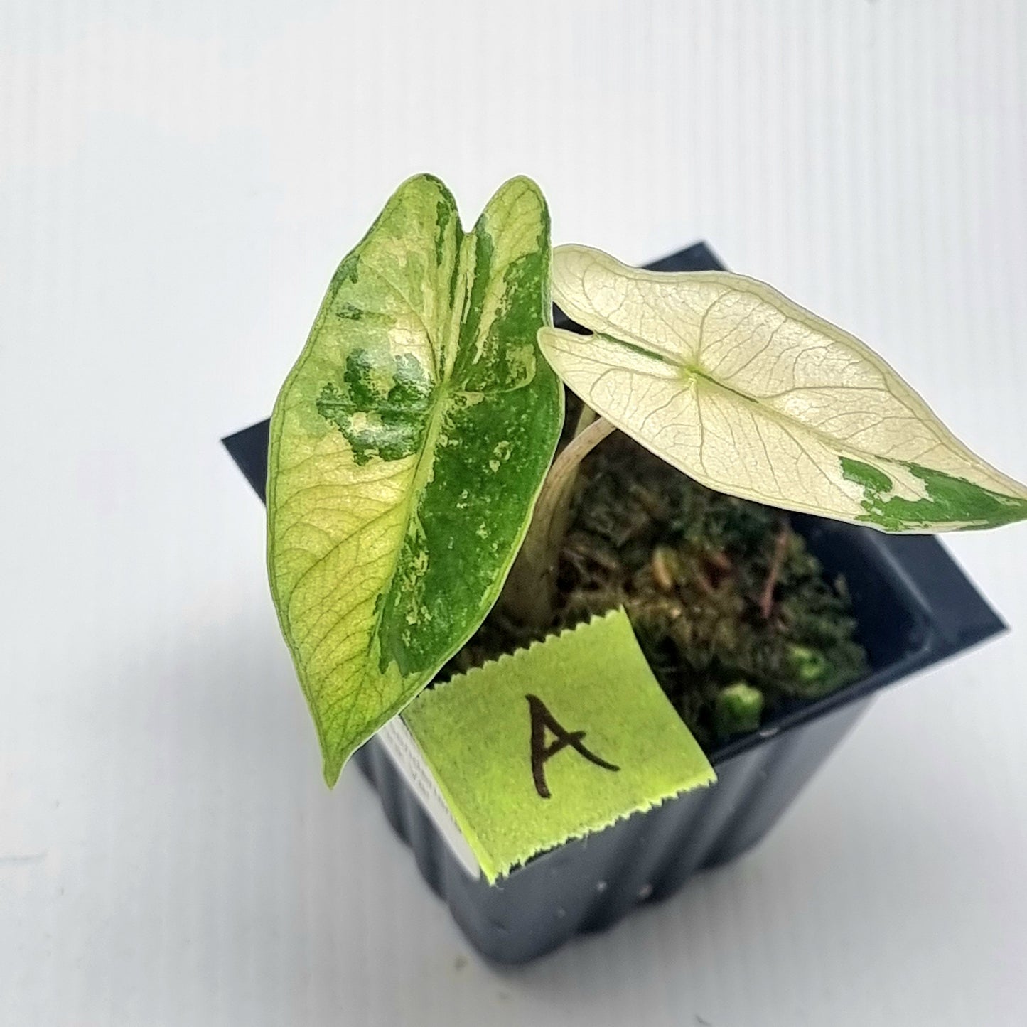 Alocasia pseudosanderiana Pink Variegated