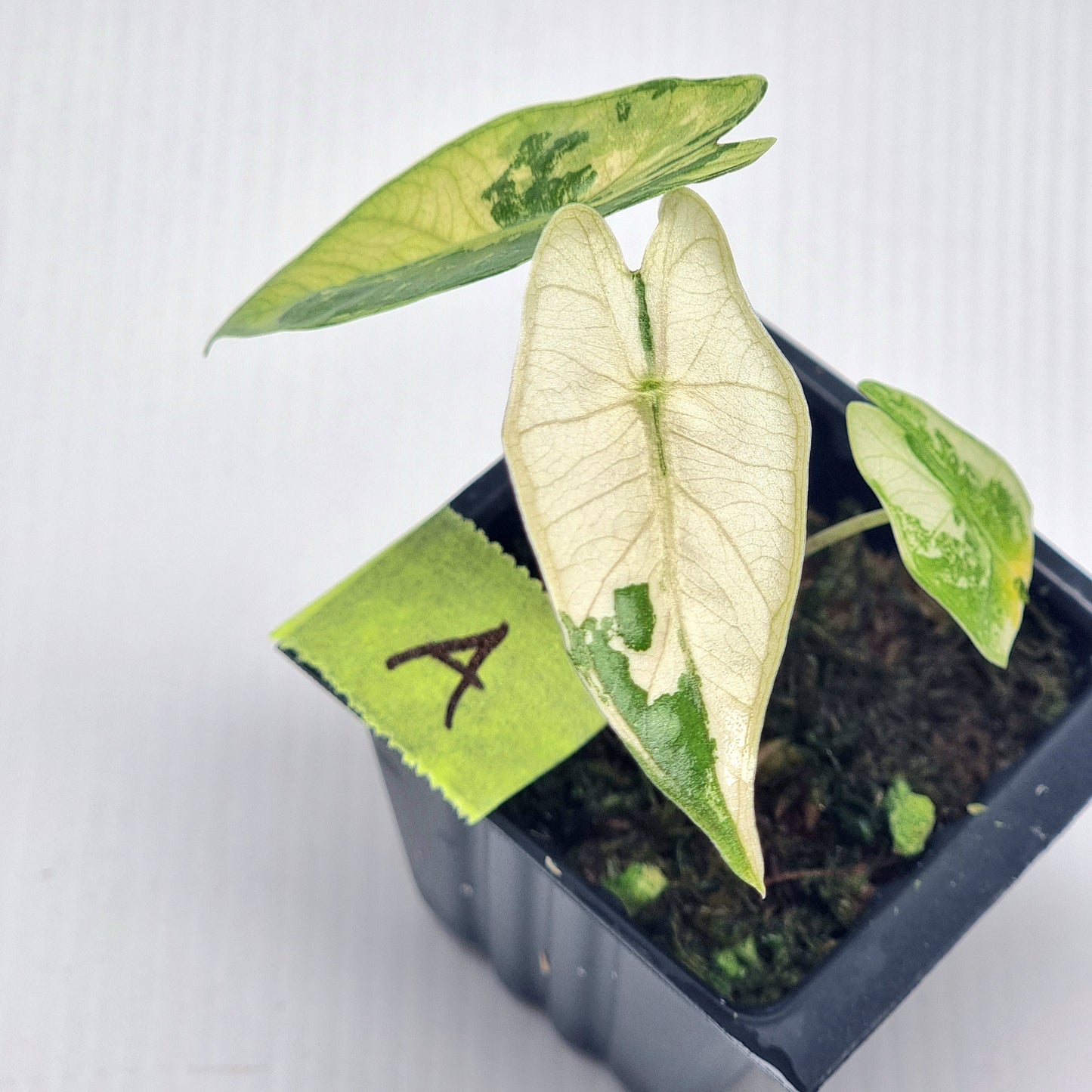 Alocasia pseudosanderiana Pink Variegated
