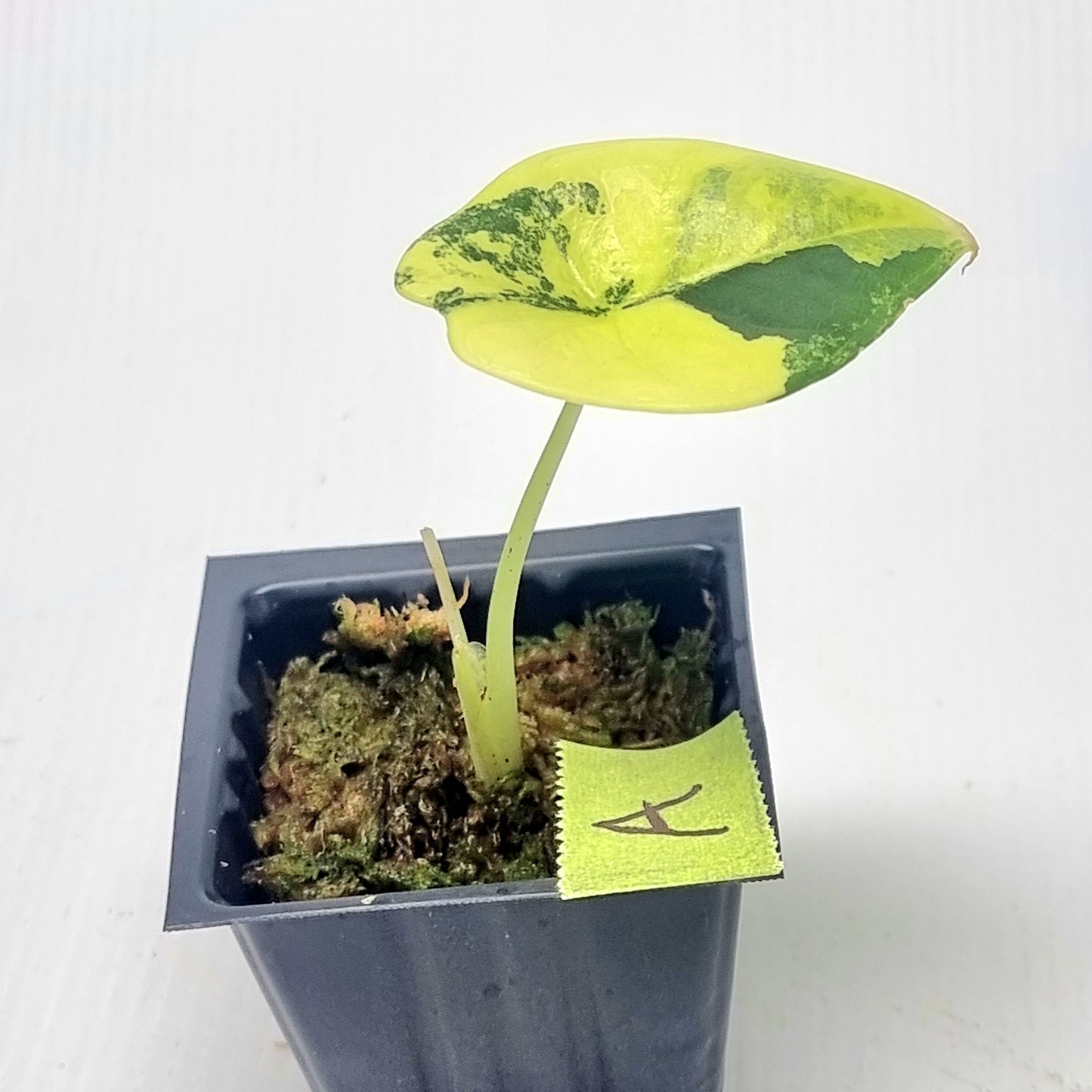 Alocasia Nebula Aurea Variegated