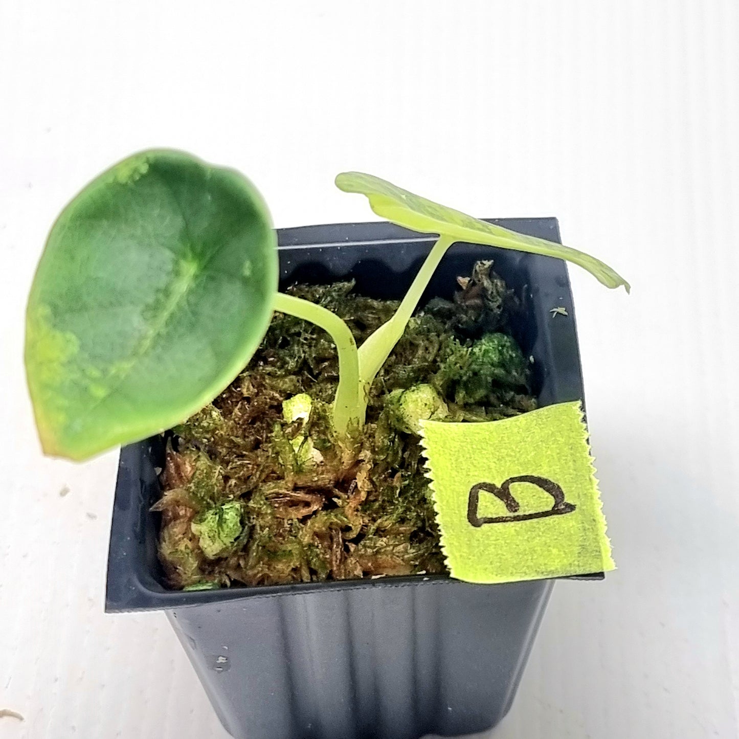 Alocasia Nebula Aurea Variegated