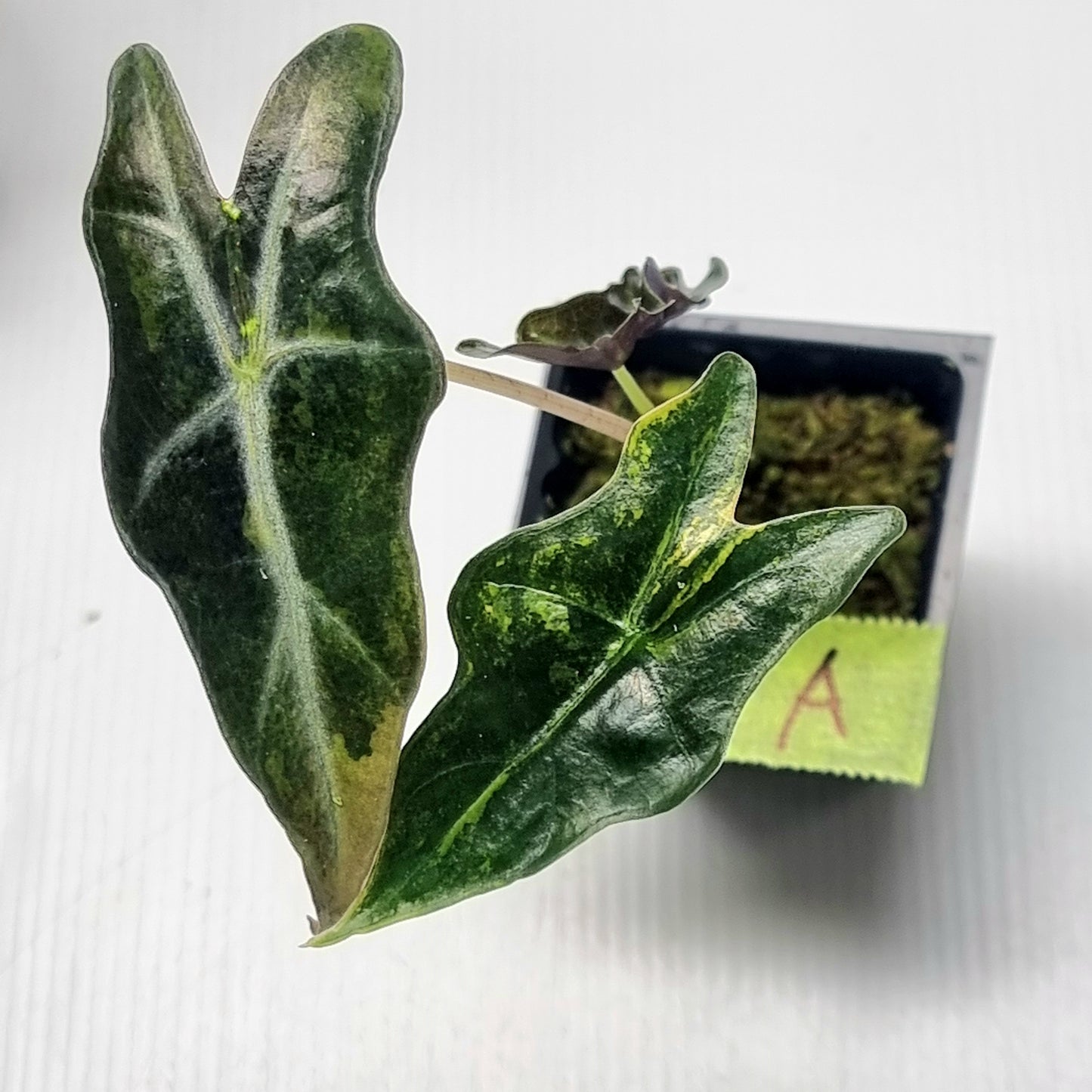 Alocasia sanderiana "Nobilis" Aurea Variegated