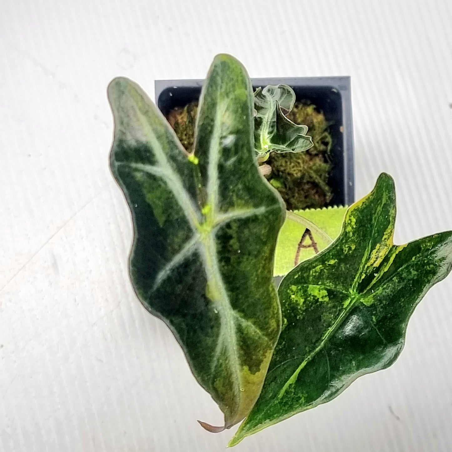 Alocasia sanderiana "Nobilis" Aurea Variegated