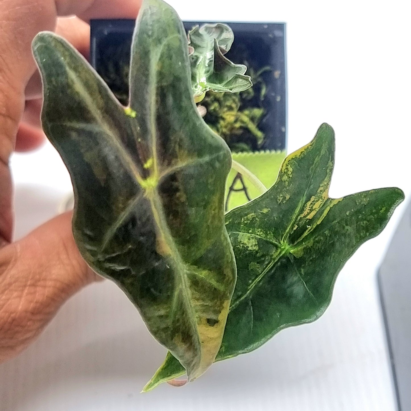 Alocasia sanderiana "Nobilis" Aurea Variegated