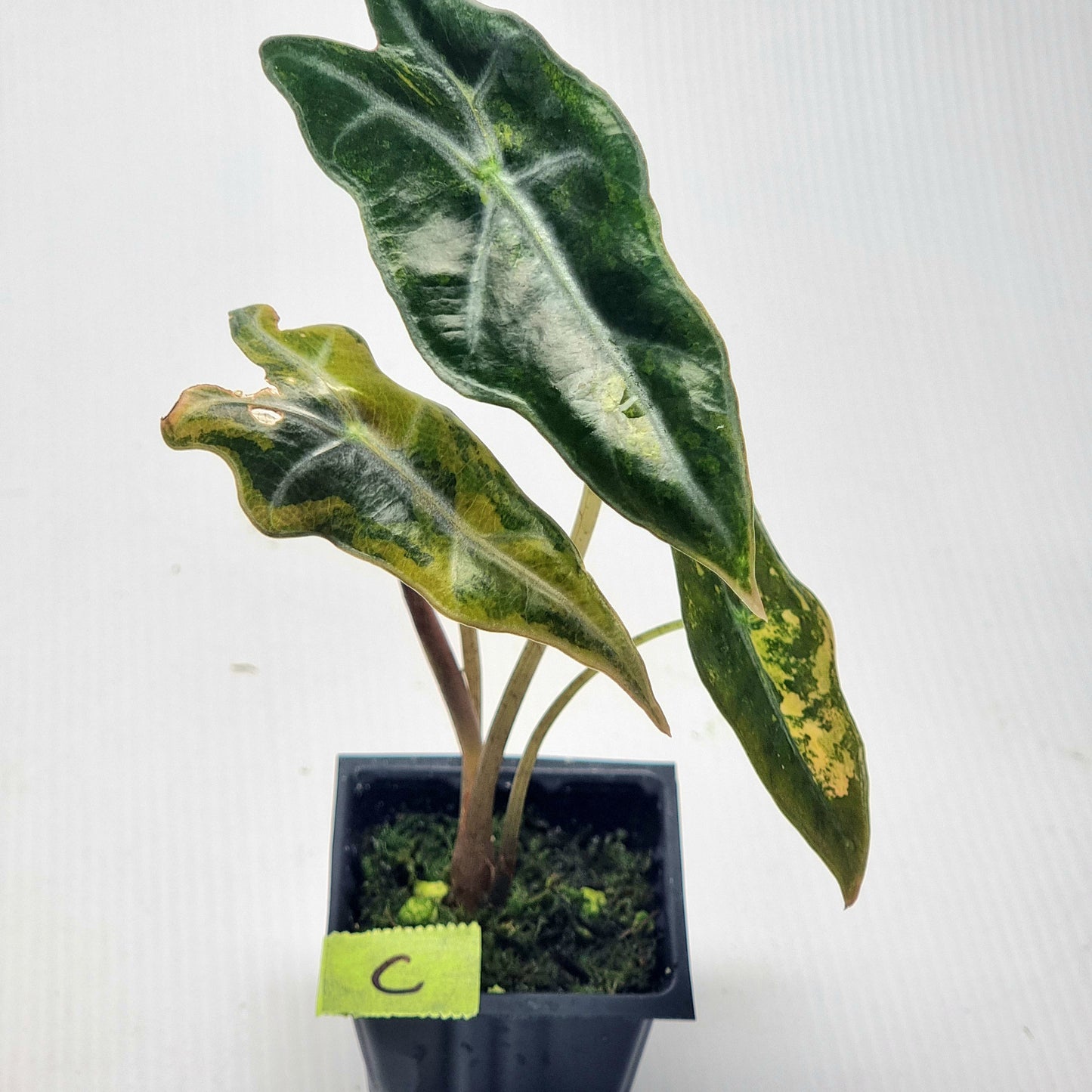 Alocasia sanderiana "Nobilis" Aurea Variegated
