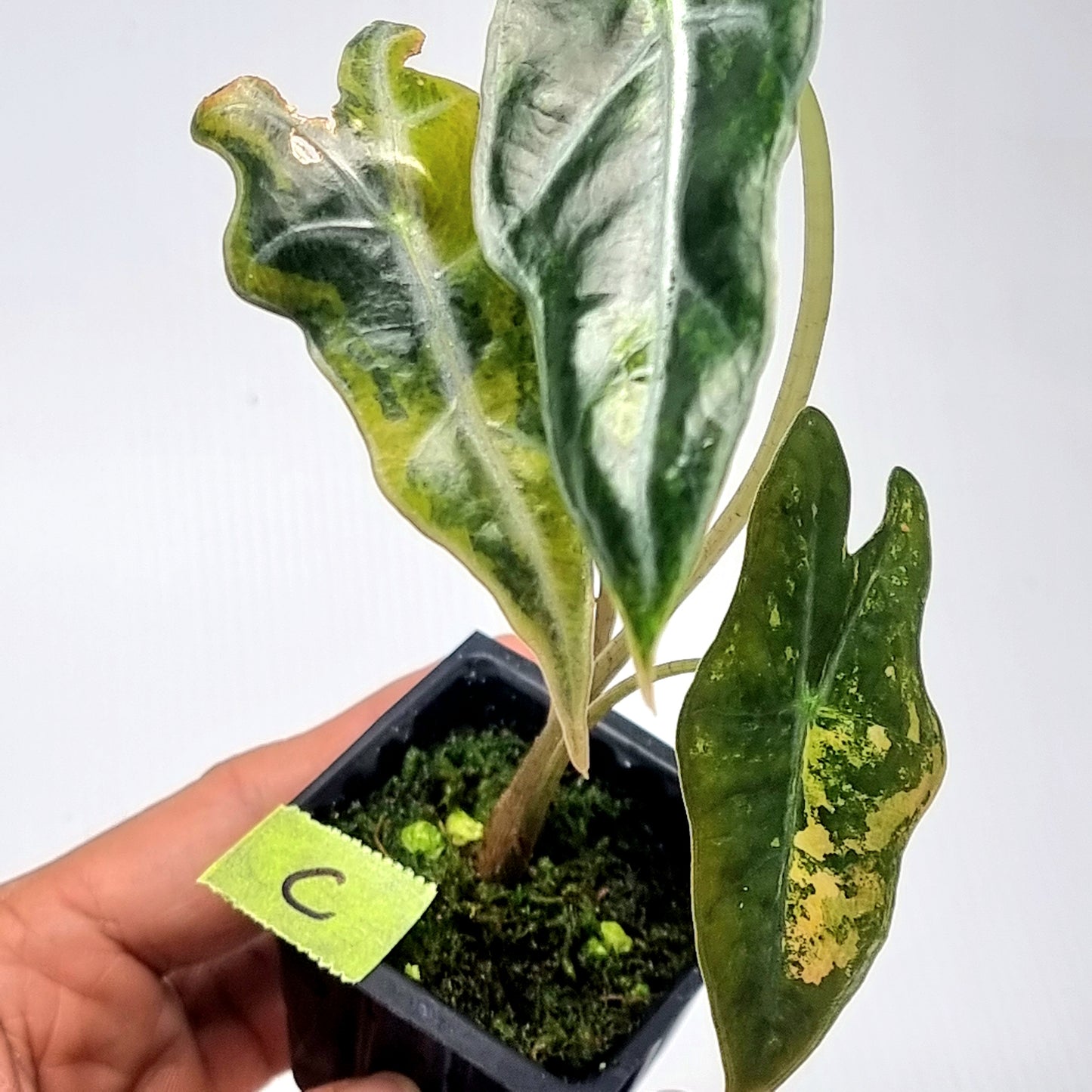 Alocasia sanderiana "Nobilis" Aurea Variegated