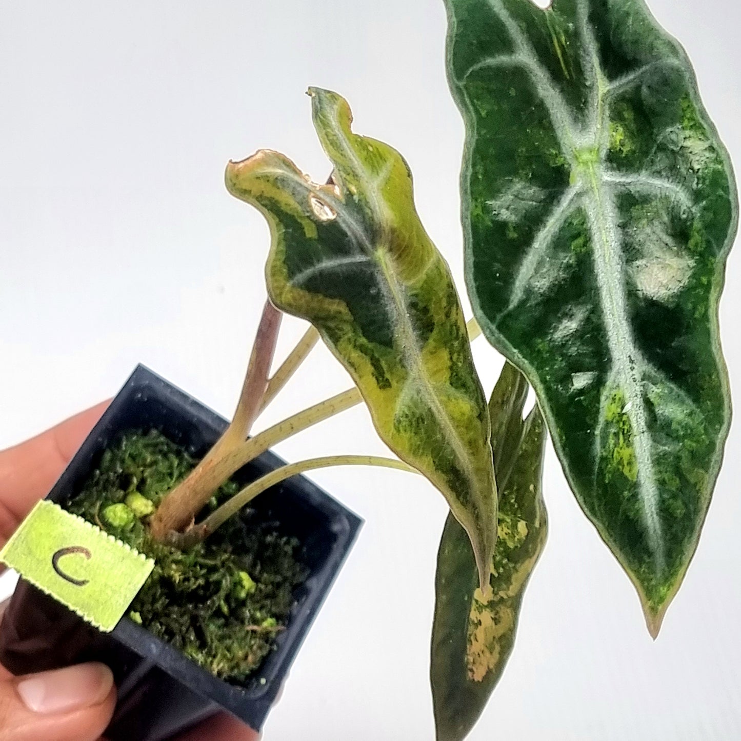 Alocasia sanderiana "Nobilis" Aurea Variegated