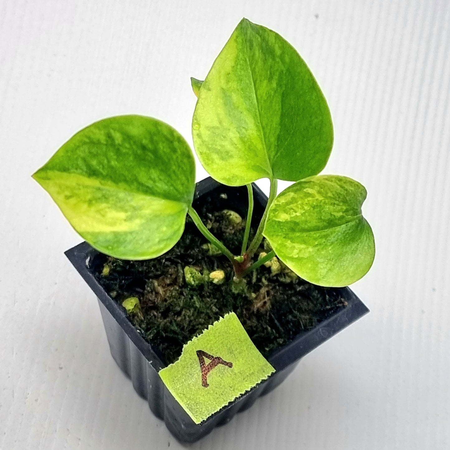Anthurium Foliage Variegated