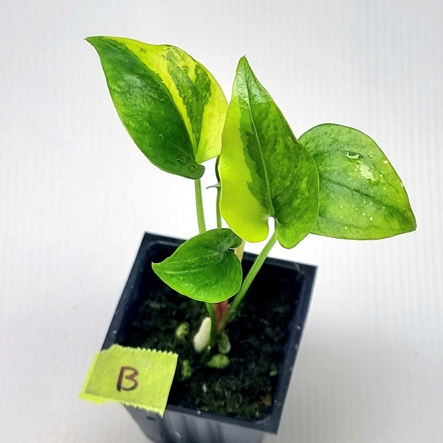 Anthurium Foliage Variegated