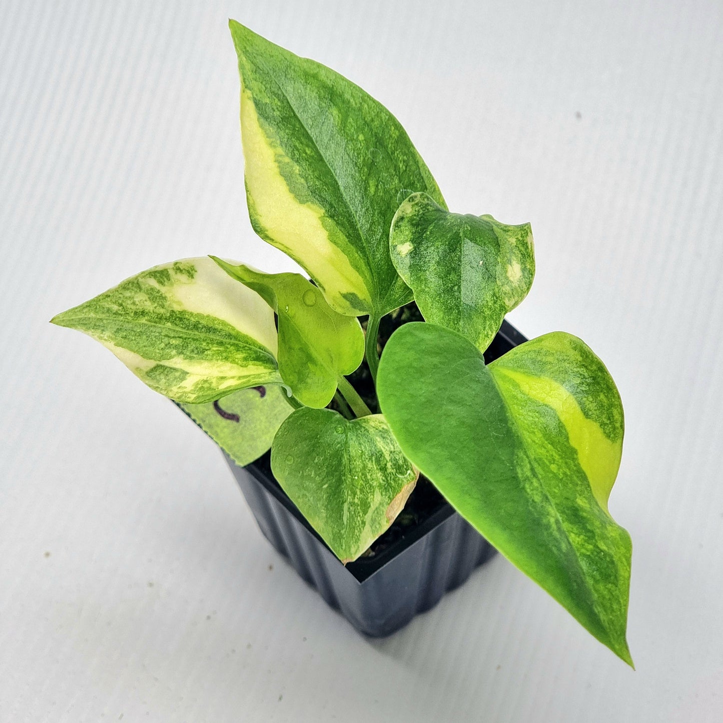 Anthurium Foliage Variegated