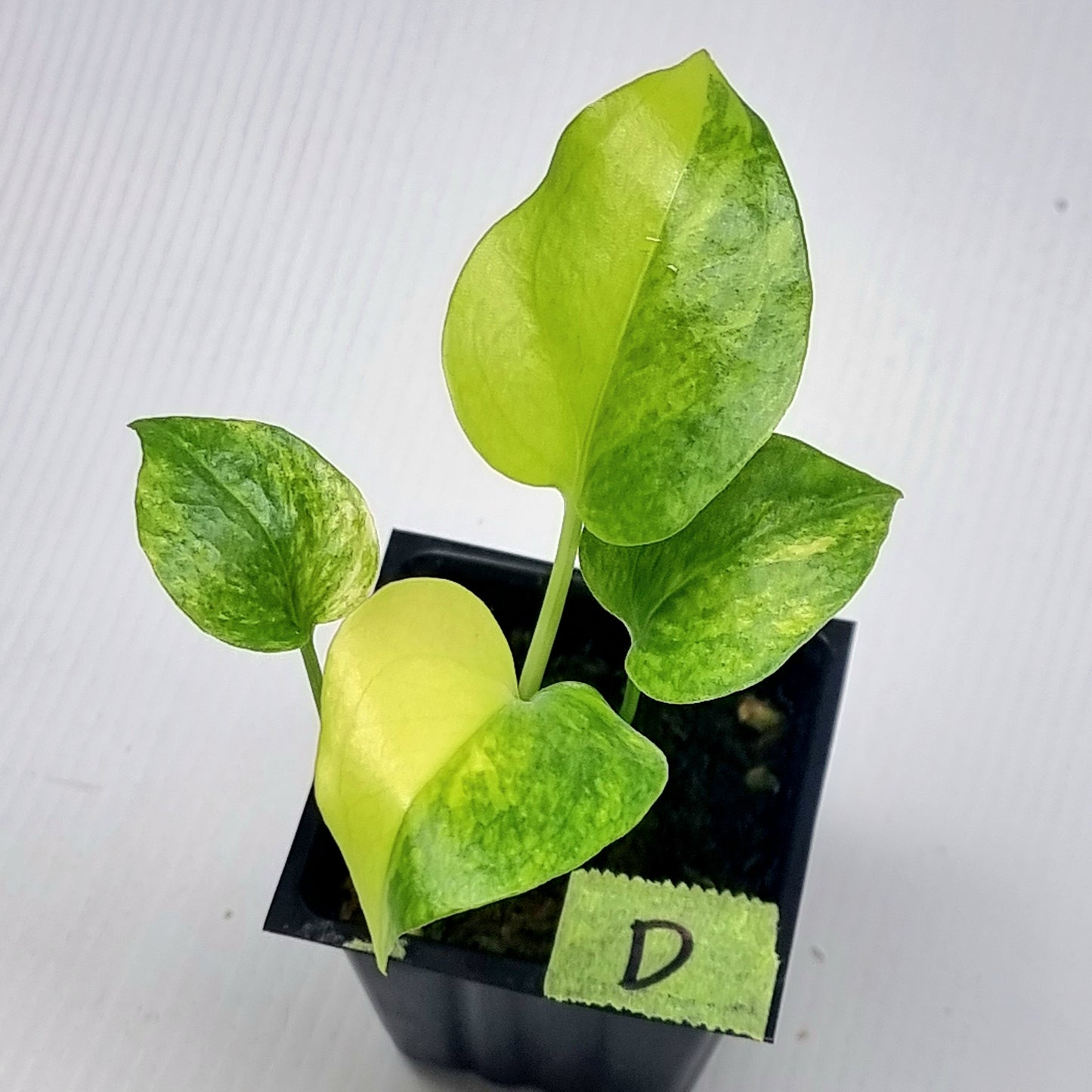 Anthurium Foliage Variegated