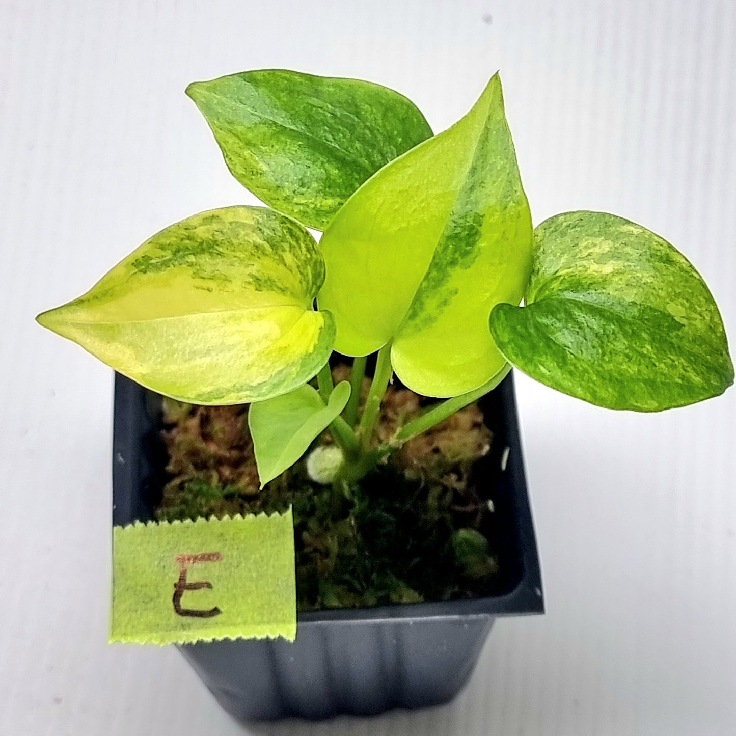 Anthurium Foliage Variegated