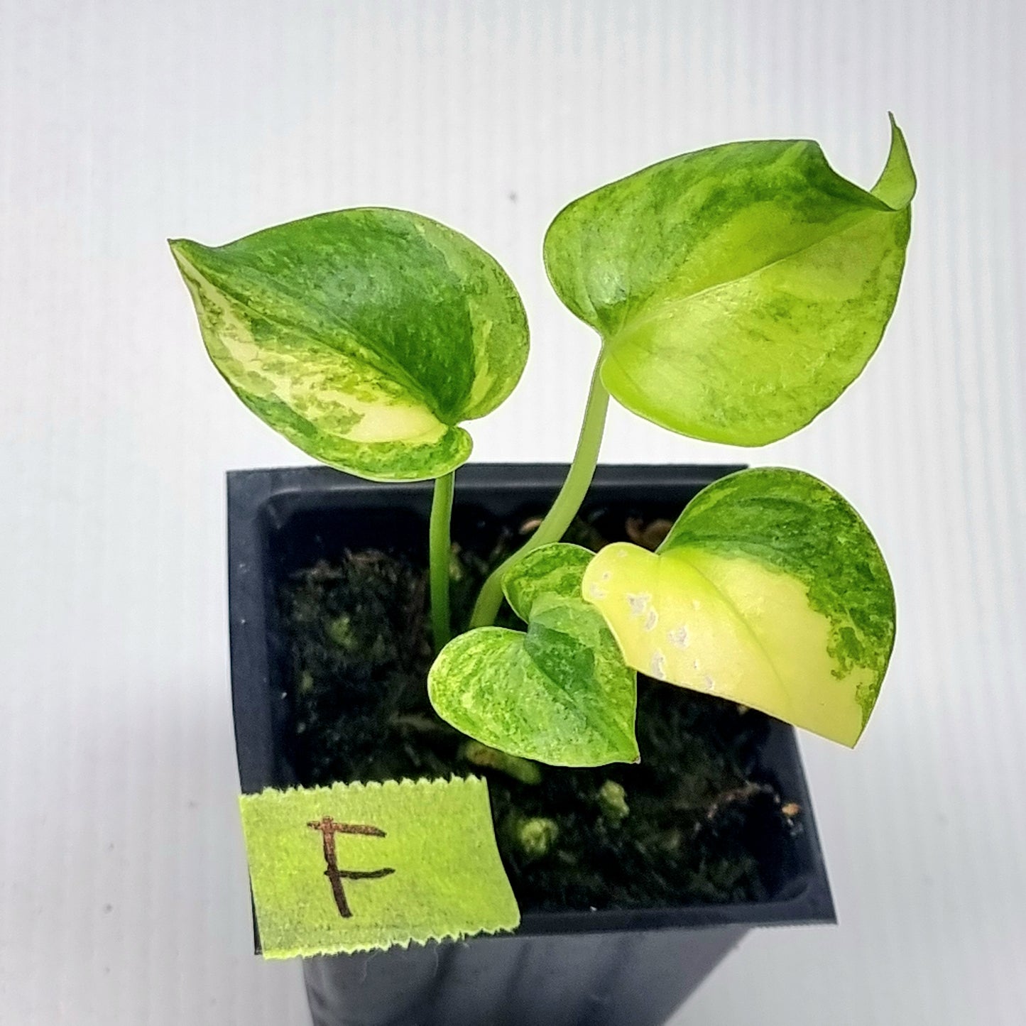 Anthurium Foliage Variegated