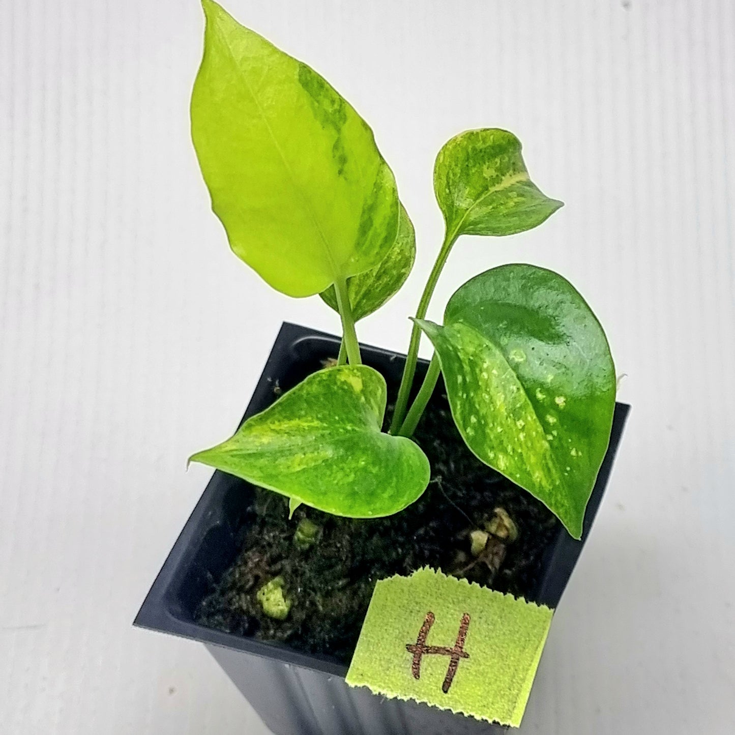 Anthurium Foliage Variegated