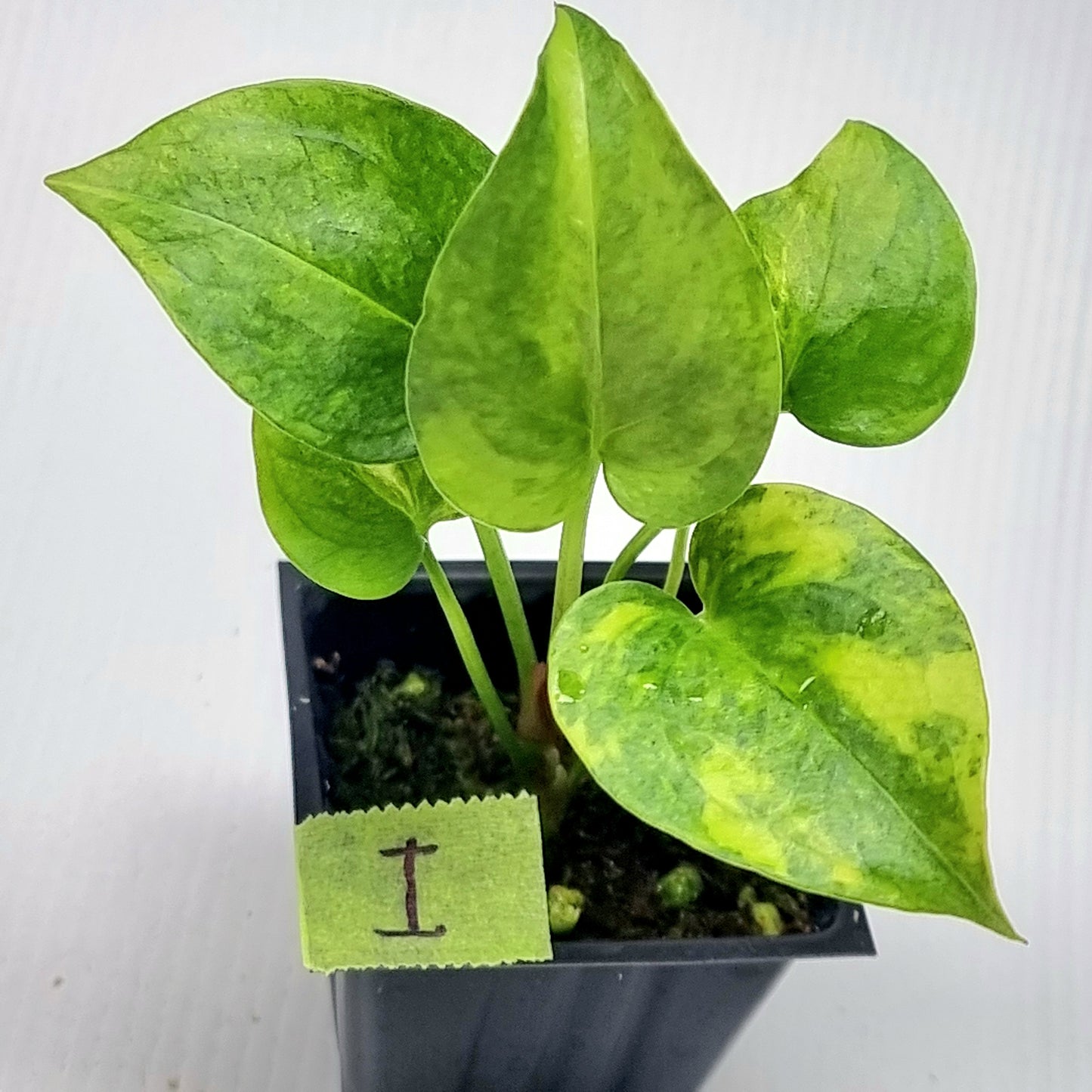 Anthurium Foliage Variegated