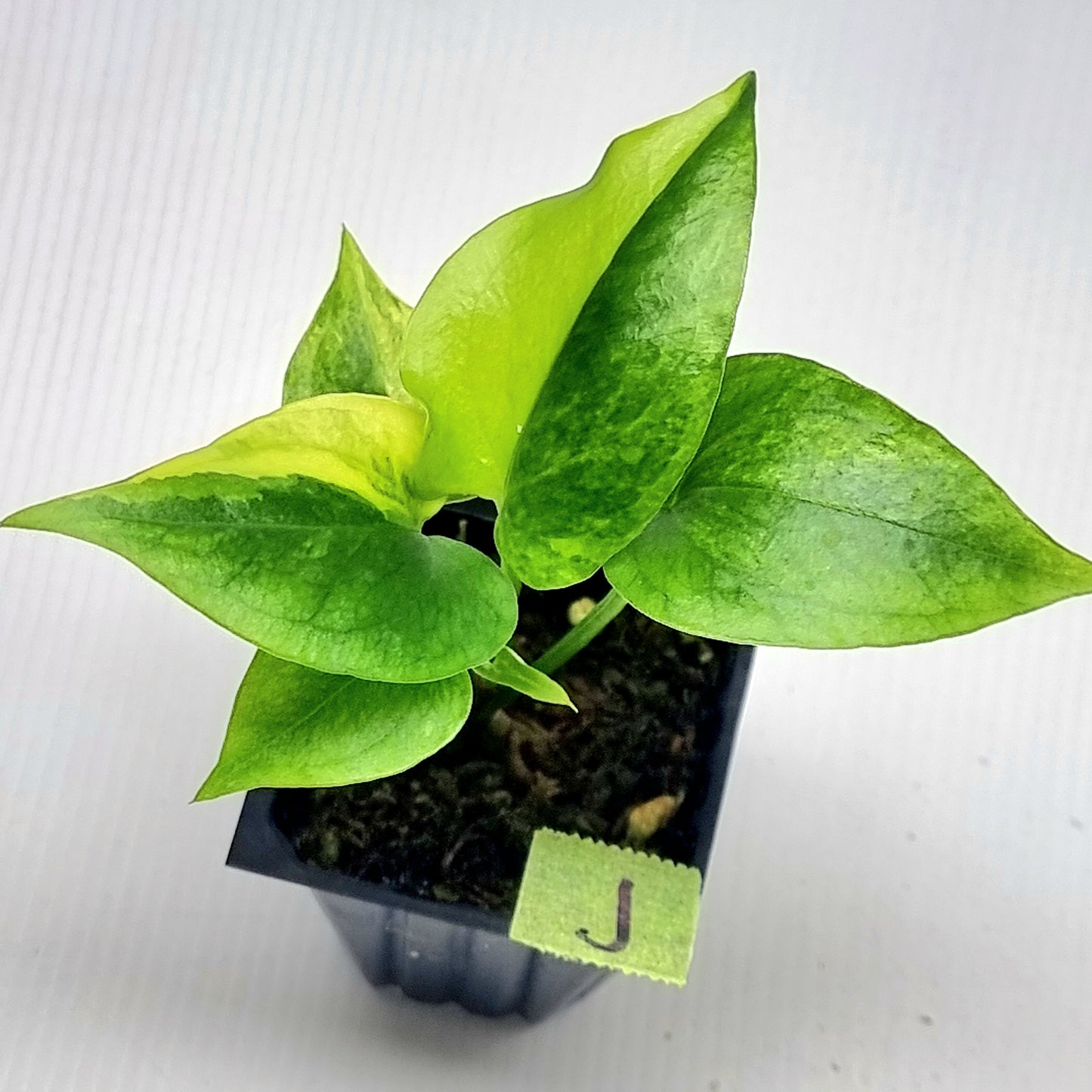 Anthurium Foliage Variegated