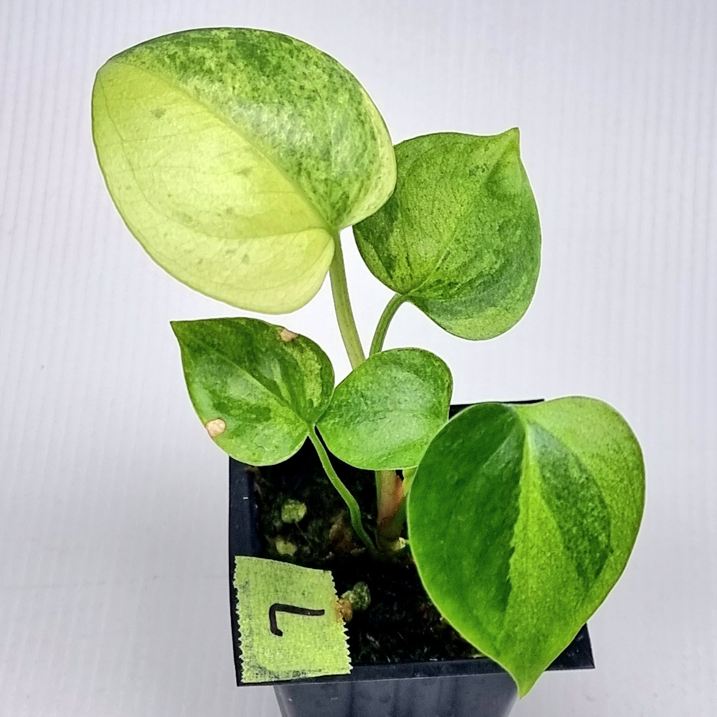 Anthurium Foliage Variegated
