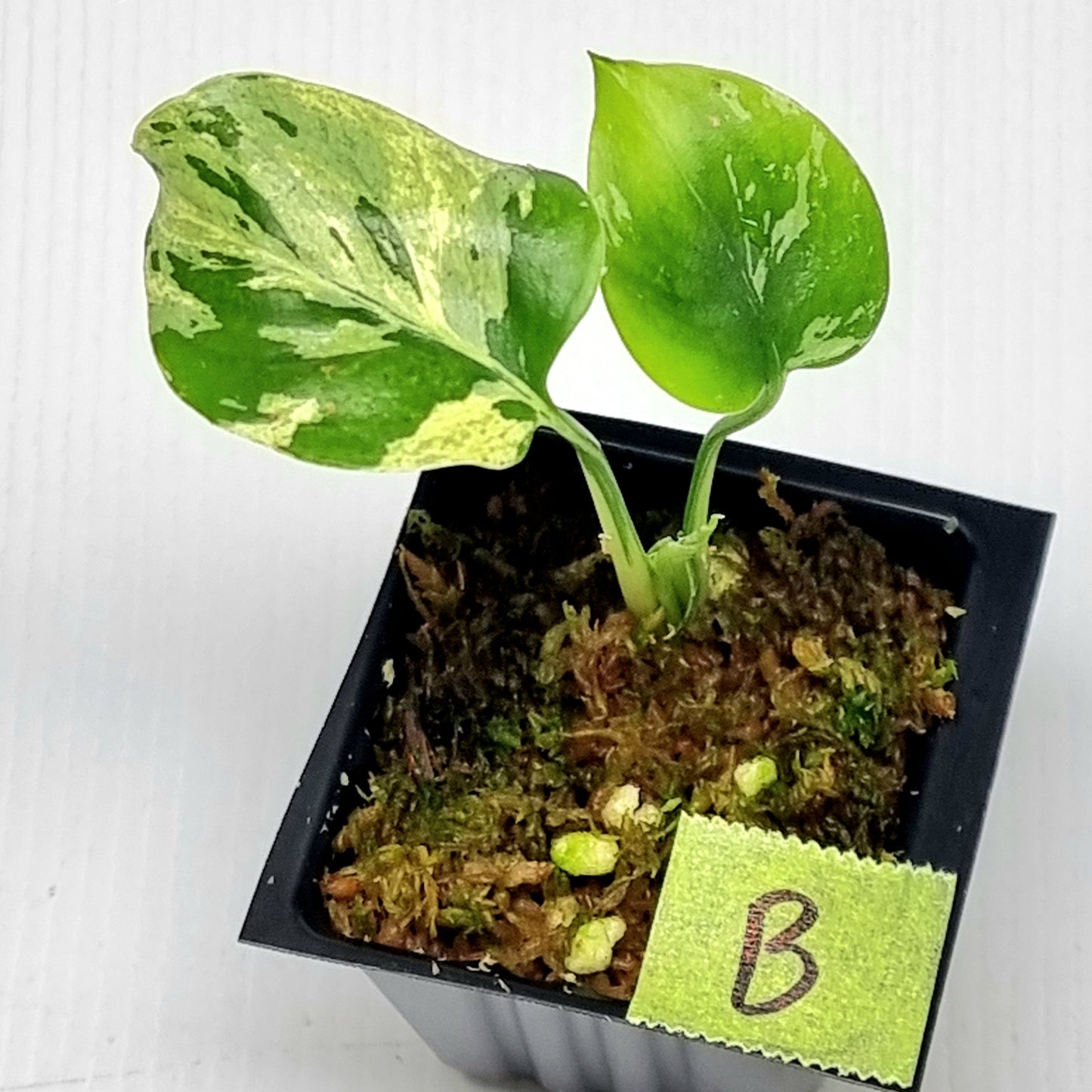 Monstera Bulbasaur