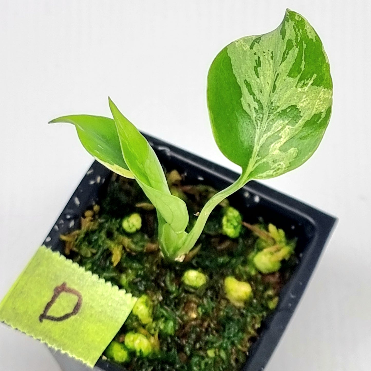 Monstera Bulbasaur