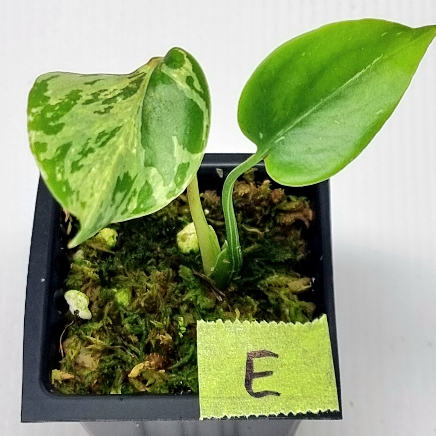 Monstera Bulbasaur