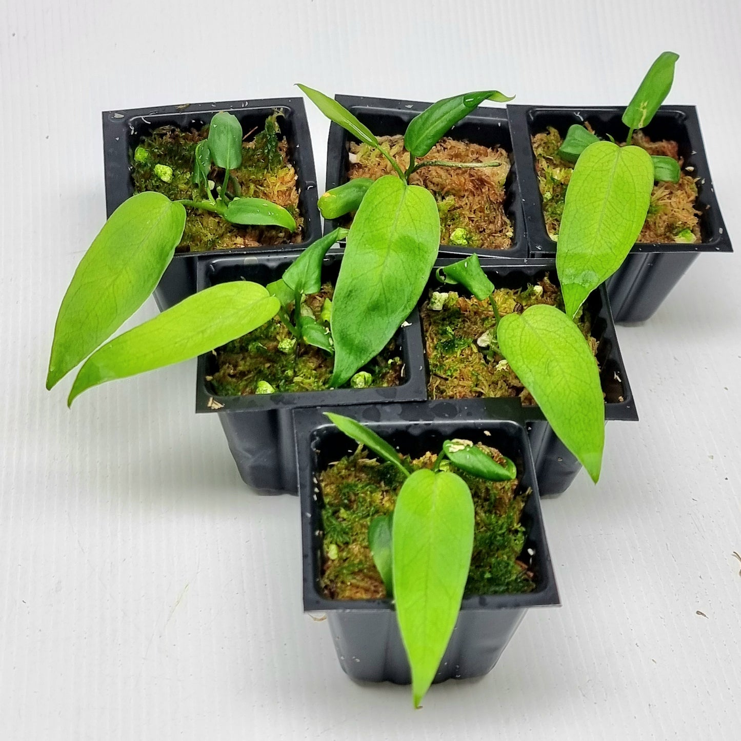 Anthurium pallidiflorum
