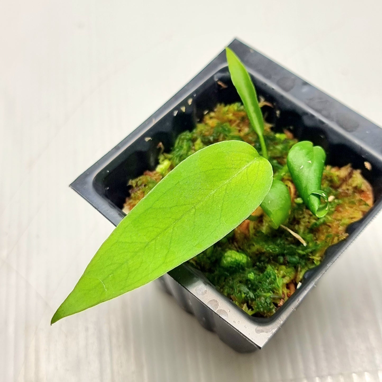 Anthurium pallidiflorum
