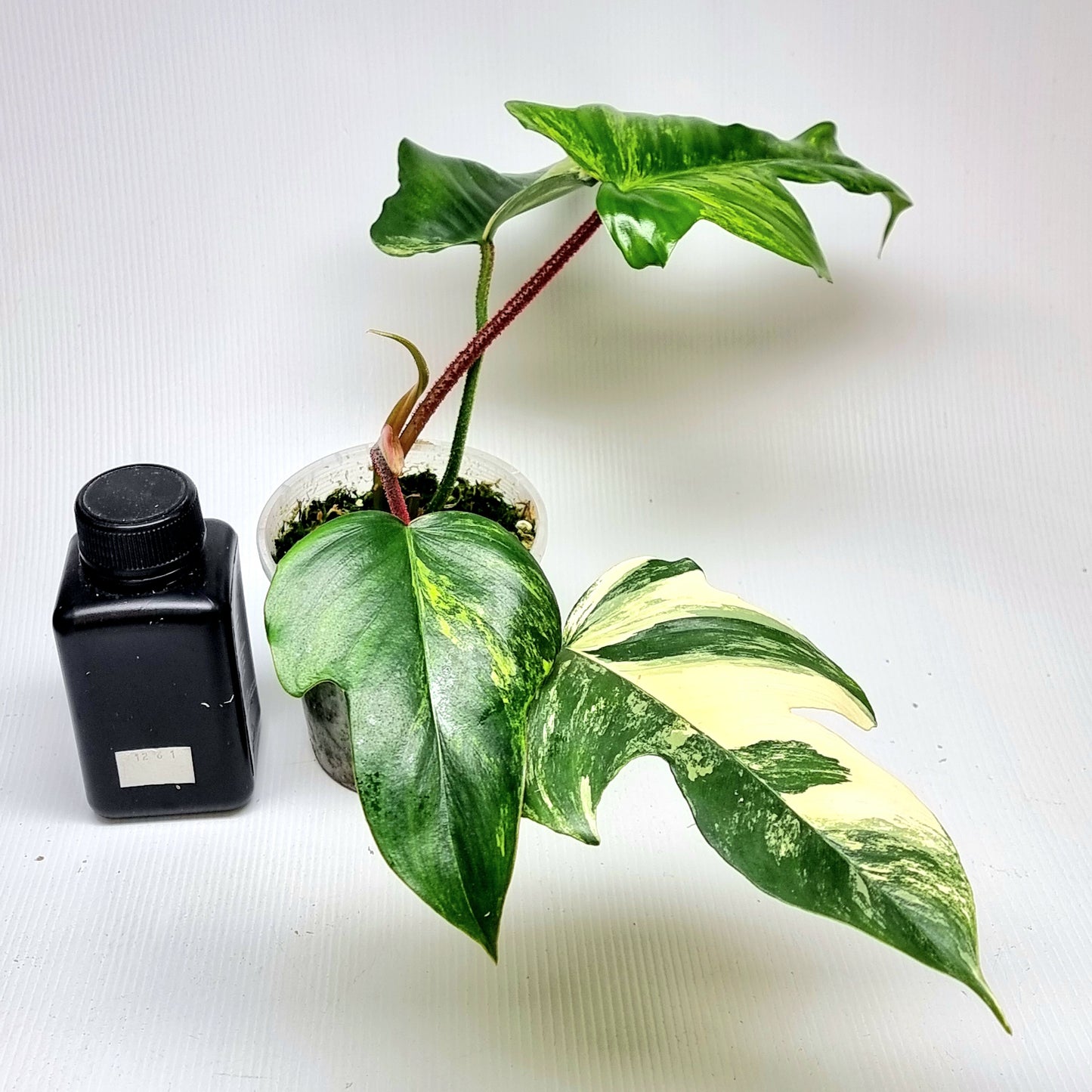 Philodendron squamiferum X P. Florida Beauty Variegated, (B) 100mm