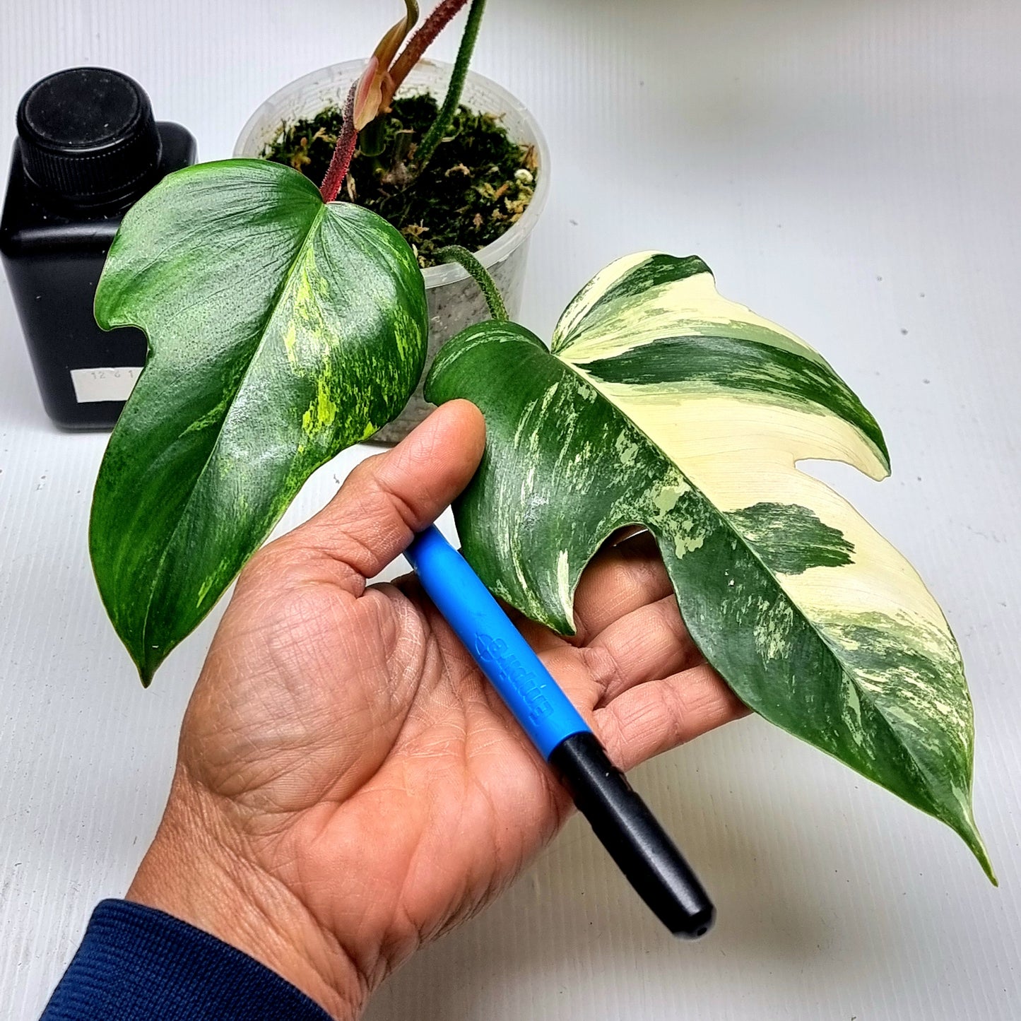 Philodendron squamiferum X P. Florida Beauty Variegated, (B) 100mm