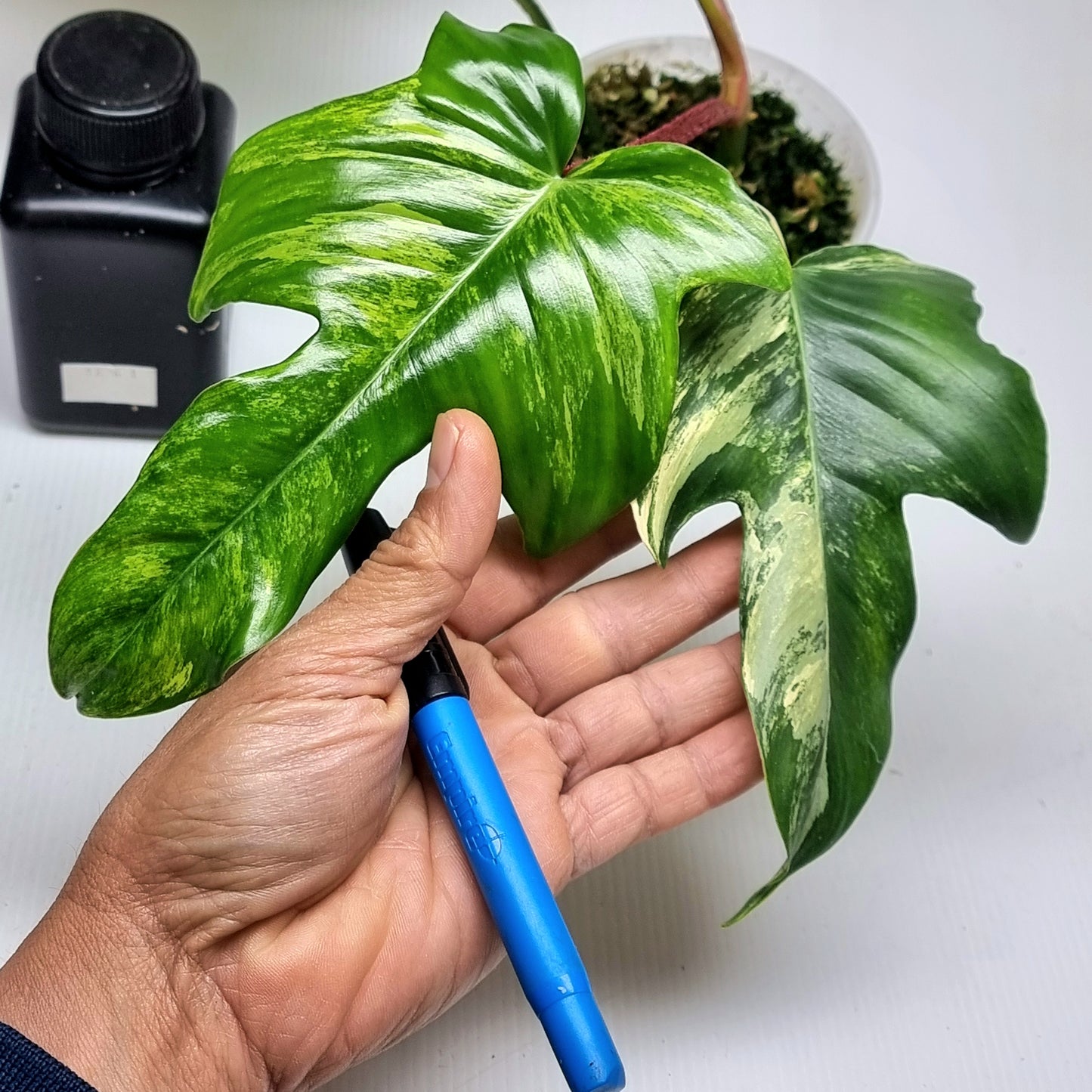 Philodendron squamiferum X P. Florida Beauty Variegated, (B) 100mm