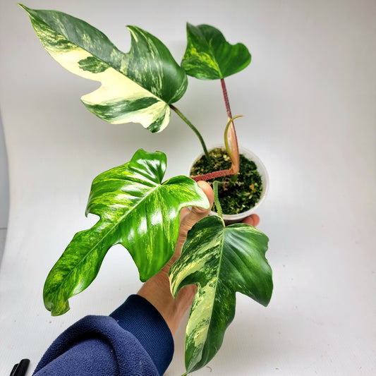 Philodendron squamiferum X P. Florida Beauty Variegated, (B) 100mm