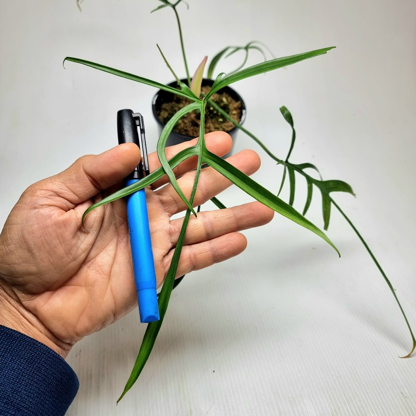 Philodendron polypodioides