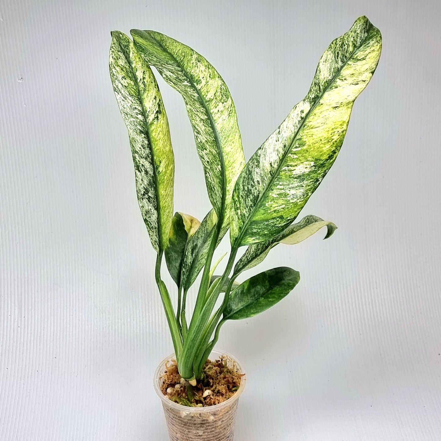 Epipremnum giganteum mint variegated