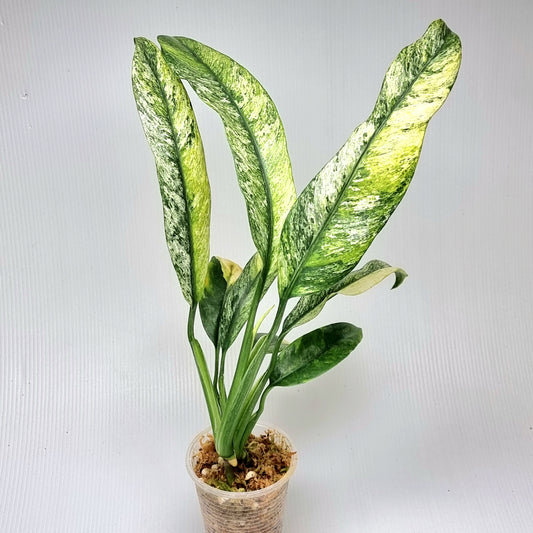 Epipremnum giganteum mint variegated